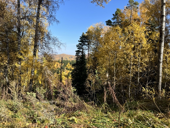 
  Продается земельный участок 700 соток. Фото 5.