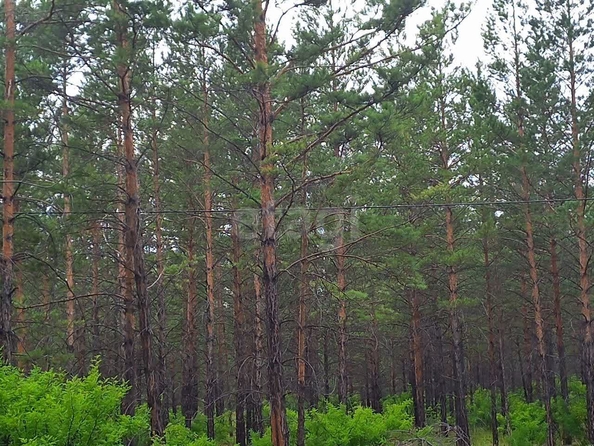 
  Продается земельный участок 8 соток. Фото 5.