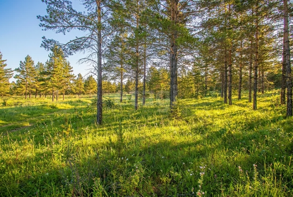 
  Продается земельный участок 8 соток. Фото 4.