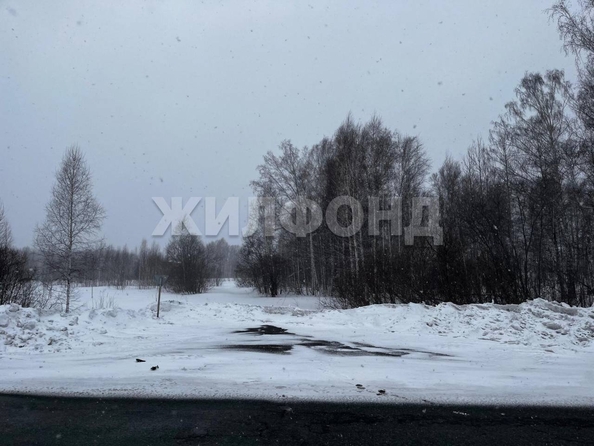 
  Продам  дачный участок, 35000 соток, Мошково

. Фото 4.