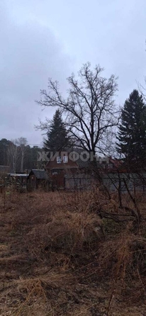 
  Продам  дачный участок, 8 соток, Мочище

. Фото 6.