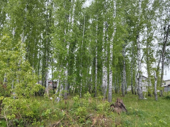 
  Продается земельный участок, 8 соток, село Марусино
. Фото 2.