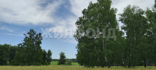 
  Продается земельный участок, 30 соток, село Алексеевка
. Фото 6.