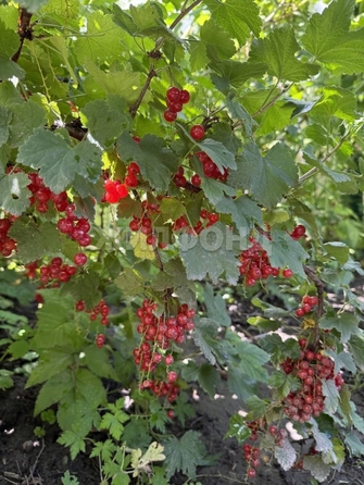 
  Продается дача, 45 м², СНТ Яблоневый сад 1
. Фото 8.