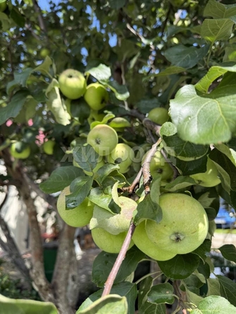 
  Продается дача, 45 м², СНТ Яблоневый сад 1
. Фото 15.