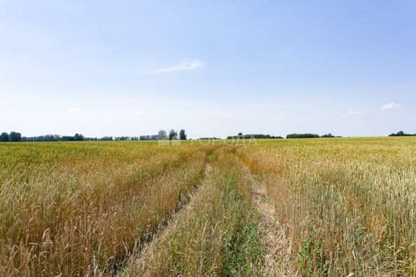 
  Продается земельный участок 4949.3 соток. Фото 11.