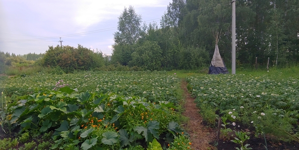 
  Продам дачу 21 м². Фото 20.