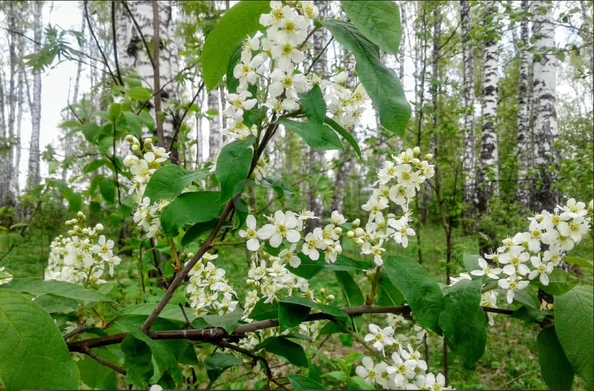 
  Продается земельный участок 7.3 соток. Фото 4.