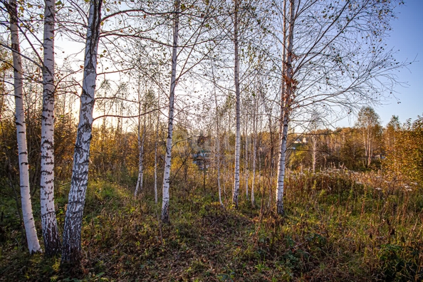 
  Продается земельный участок 12 соток. Фото 4.