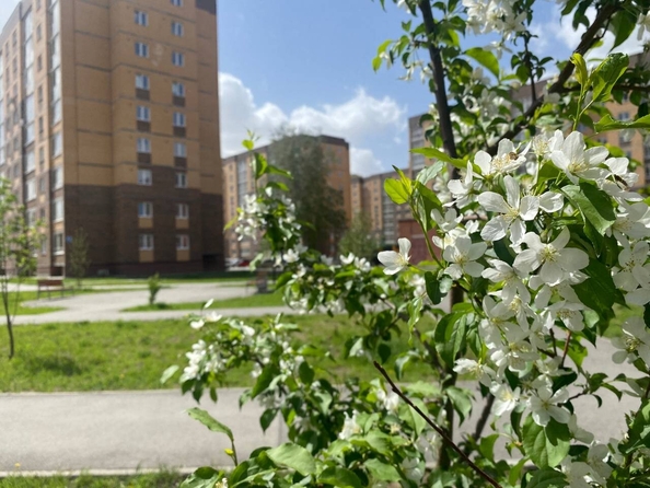 
  Продается студия 28.77 м², в ЖК Дивногорский, дом 43. Фото 11.