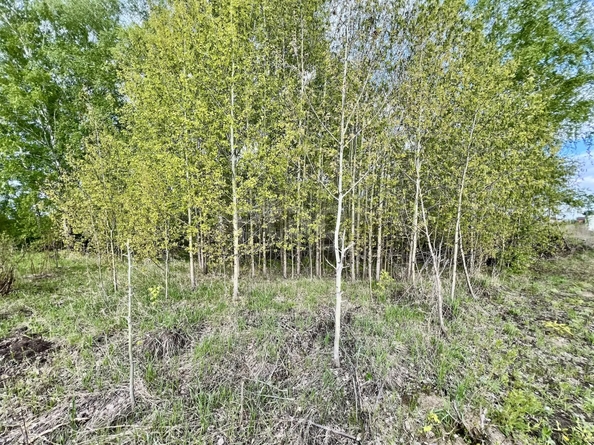 
  Продается земельный участок 71.76 сотка. Фото 22.