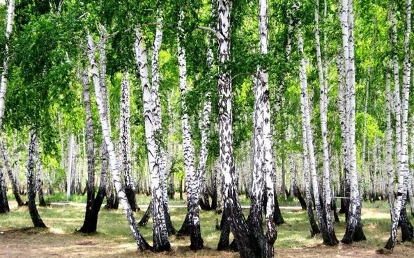 
  Продается земельный участок, 10 соток, село Чернолучье
. Фото 4.