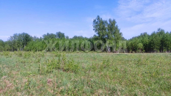 
  Продается земельный участок, 408 соток, деревня Госконюшня
. Фото 13.