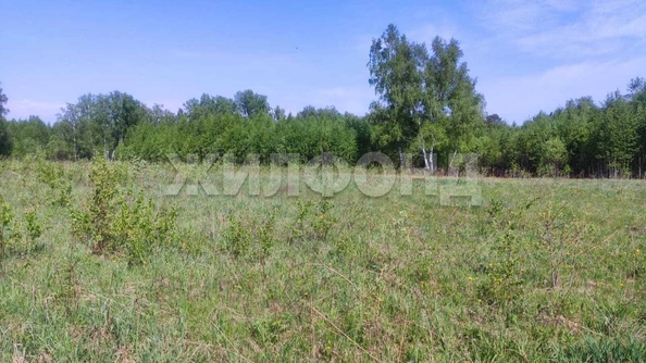 
  Продается земельный участок, 408 соток, деревня Госконюшня
. Фото 14.