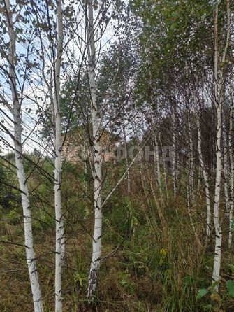 
  Продается земельный участок, 9.89 соток, село Корнилово
. Фото 8.