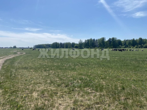 
  Продается земельный участок, 15 соток, село Курлек
. Фото 11.