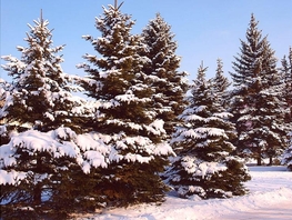 Участок, 2000 сот., Земля сельхозназначения