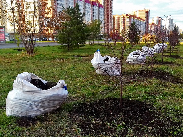 Низкое качество компенсационных посадок в Красноярске объяснили устаревшими нормами